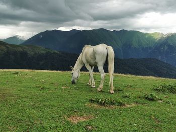 Horse grazing in a field