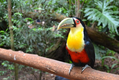 Close-up of toucan perching on tree branch