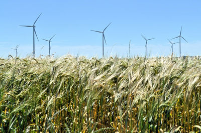 Crops growing on field against sky