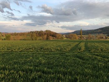 Scenic view of agricultural field against sky