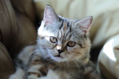 Close-up portrait of a cat