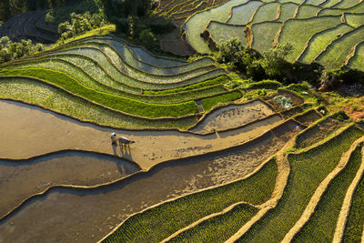 Terrace field in northern of vietnam