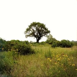 Scenic view of grassy field against sky