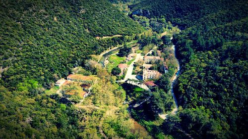 High angle view of trees growing in farm