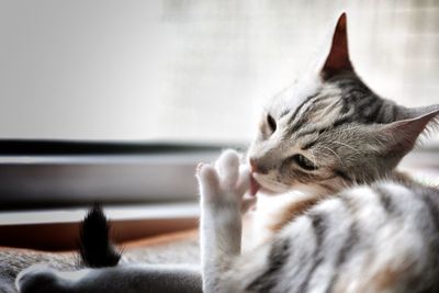 Close-up of cat relaxing at home