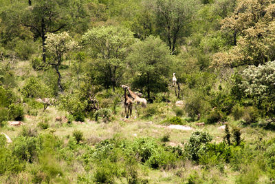 Horse standing in a field