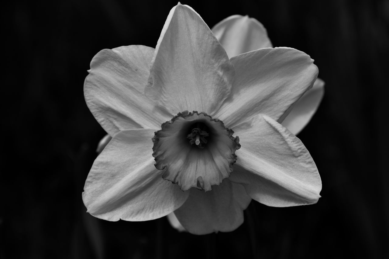 CLOSE-UP OF DAFFODIL AGAINST BLACK BACKGROUND