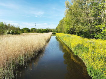 Scenic view of river amidst field against sky