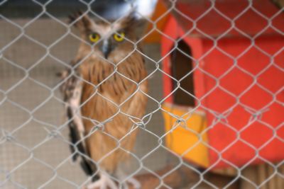 Close-up of a bird against fence