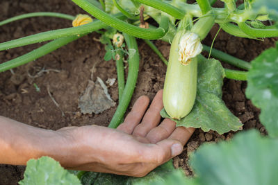 High angle view of man holding leaf