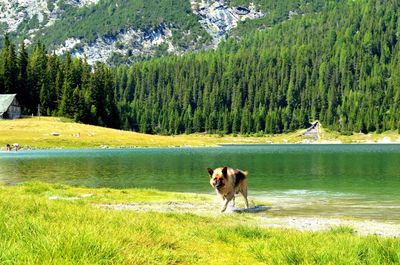 Dog on landscape by lake in forest