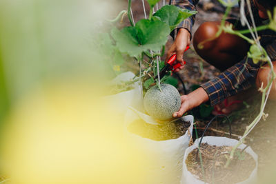 Man holding fruit on plant