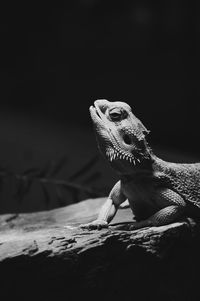 Close-up of lizard on rock