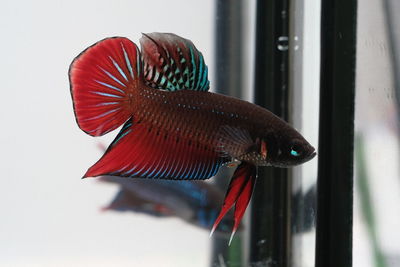 Close-up of fish in glass