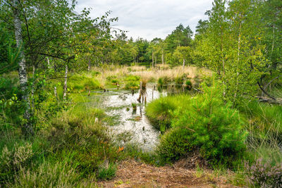 Scenic view of lake in forest against sky