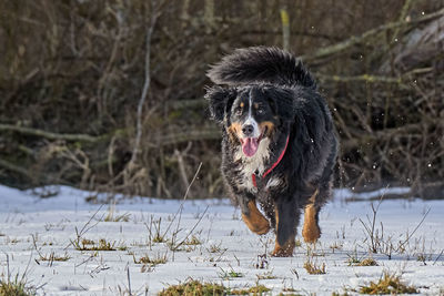 Dog on field during winter