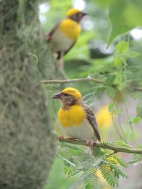 Bird perching on branch