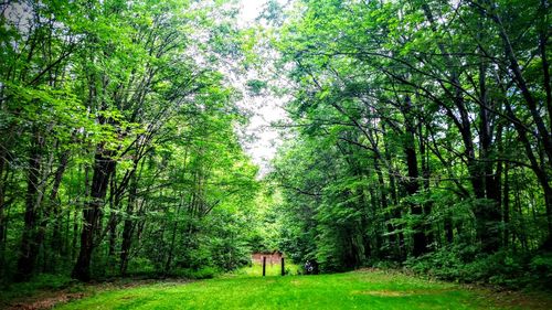 View of trees on landscape