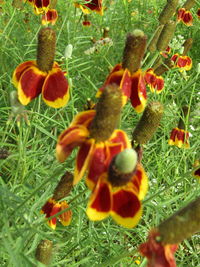 Close-up of flowers growing in field