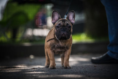 Portrait of a dog standing outdoors