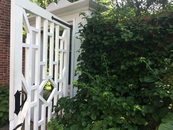 Plants growing outside house in yard of building