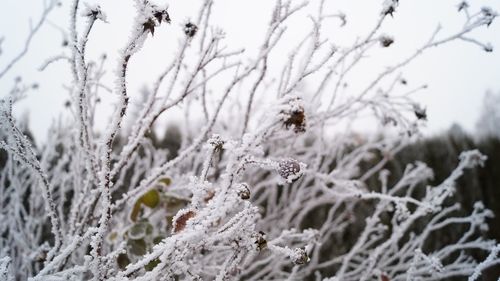 Close-up of insect on snow