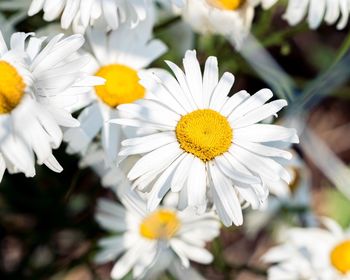 Close-up of white flowers blooming outdoors