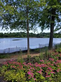 Scenic view of lake by trees against sky