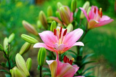 Close-up of pink lily blooming outdoors