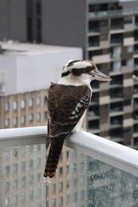 Close-up of bird perching on railing against buildings