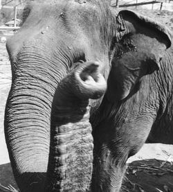 Close-up of elephant