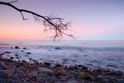 Romantic atmosphere, colorful sunset at sea. stony beach with bended tree and hot pink sky in water.