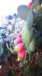 Close-up of prickly pear cactus