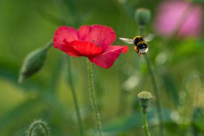 Close-up of bee pollinating on flower