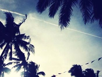 Low angle view of palm trees