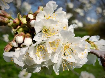 Close-up of white cherry blossoms