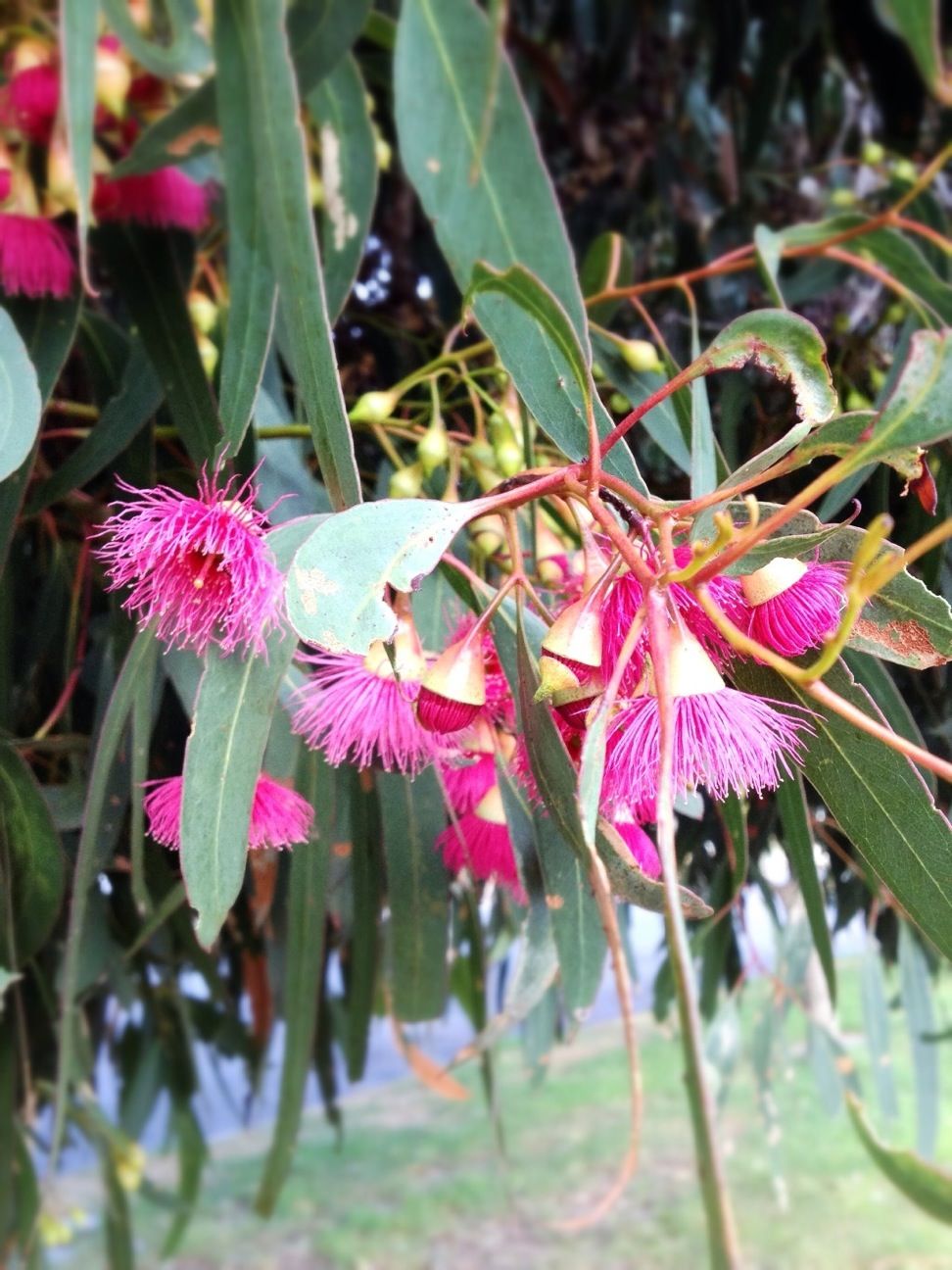 Flowering gum