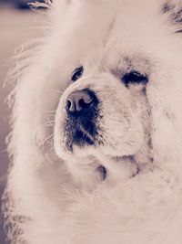 Close-up portrait of dog