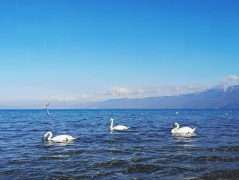 Swans swimming in sea against sky