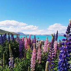 Purple flowering plants on land against blue sky