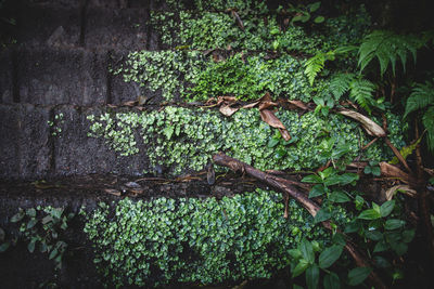 Close-up of ivy growing on tree