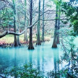 Reflection of trees in water