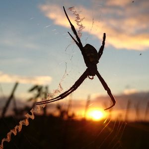 Close-up of spider on web against sky during sunset