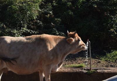 Side view of horse