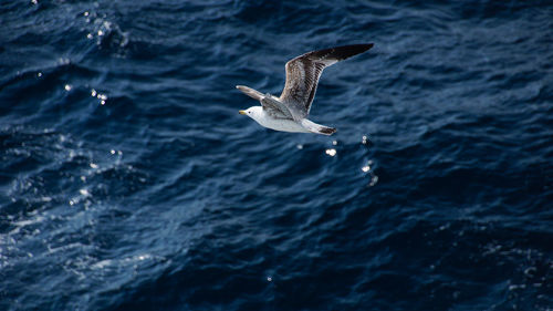 Seagull flying over sea