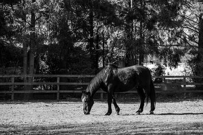 Horse standing in ranch