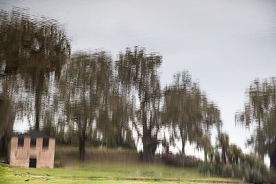 Trees against sky