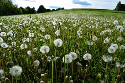 Close-up of fresh white flowers in field