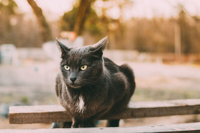 Close-up of cat