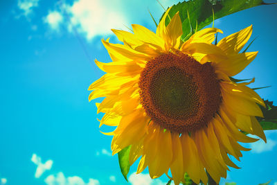 Low angle view of sunflower blooming against sky